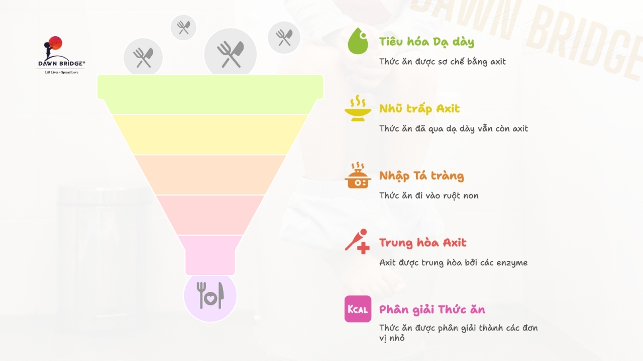 Vai Tr&ograve; Của Biệt Đội Gan - Mật - Tụy