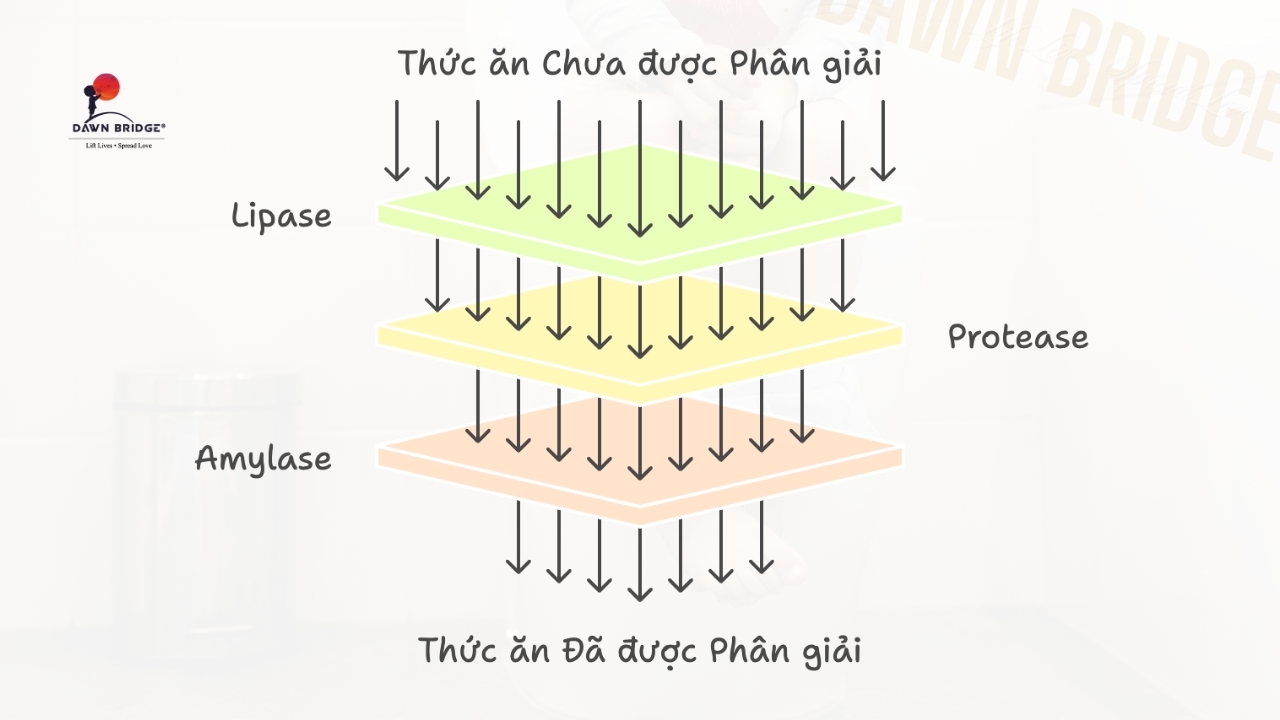 Tụy: "Nh&agrave; M&aacute;y Sản Xuất K&eacute;o" (Men Ti&ecirc;u H&oacute;a)