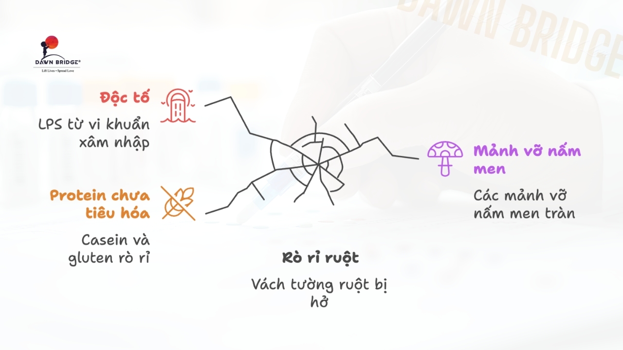 "Tường Hở": R&ograve; Rỉ Ruột (Leaky Gut)