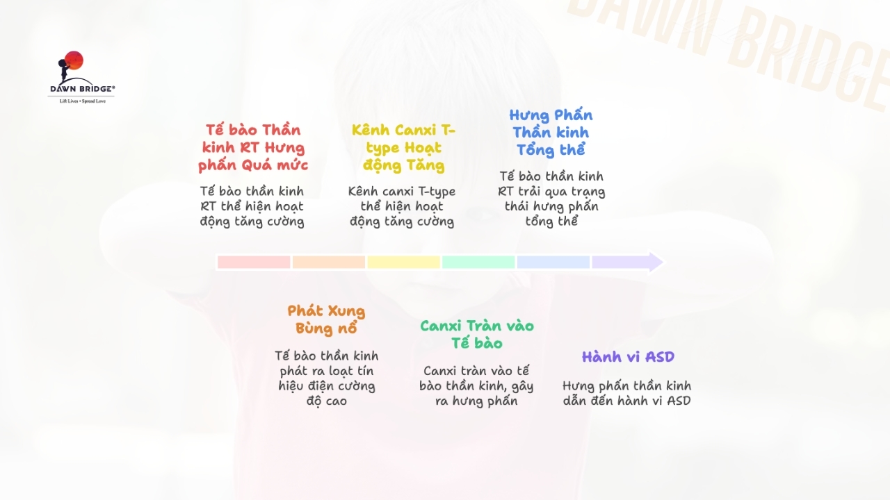 V&igrave; sao "Người G&aacute;c Cổng" RT bị k&iacute;ch động? Lỗi do K&ecirc;nh Canxi T-type